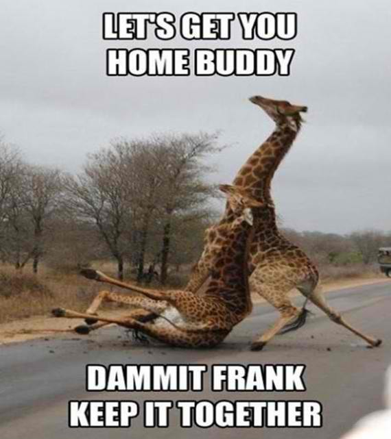 Another drunk… giraffe