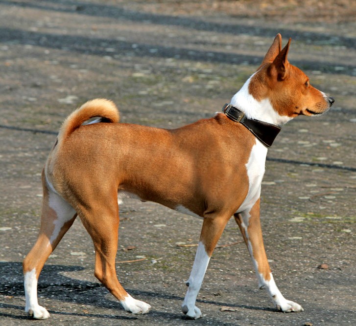Basenji – The Barkless Dog of Central Africa