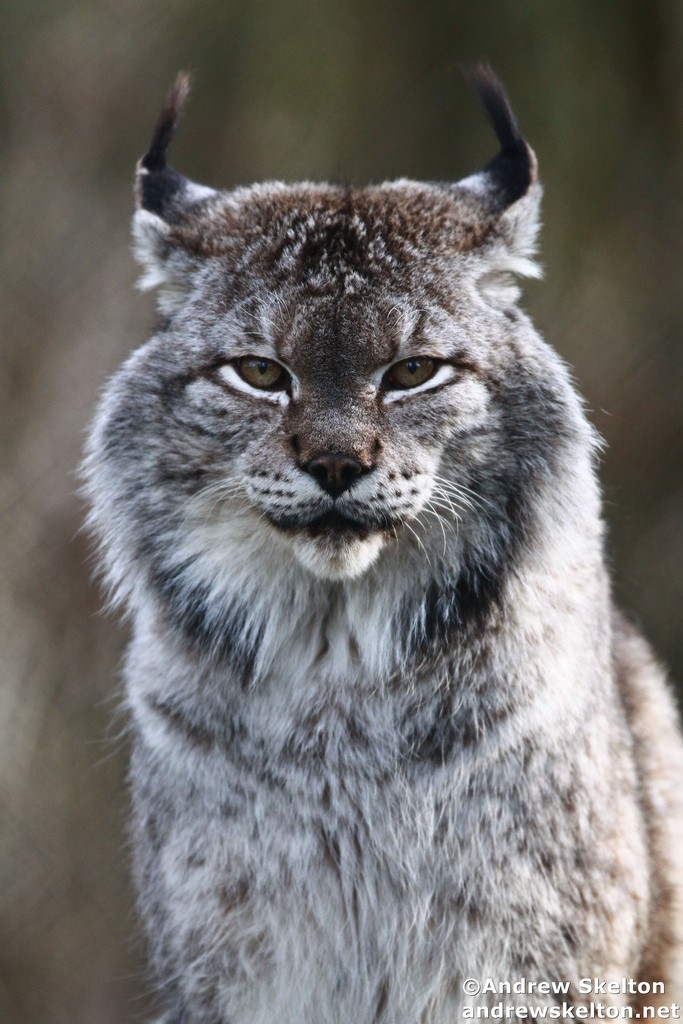 Siberian Lynx