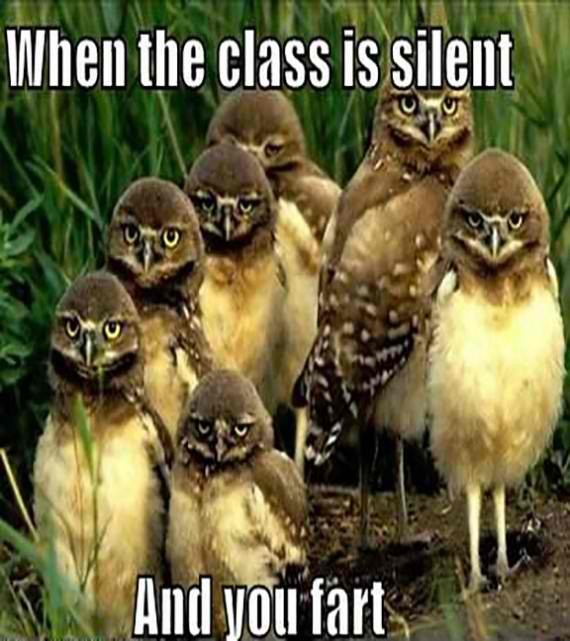 Shhh… These owls are having a class