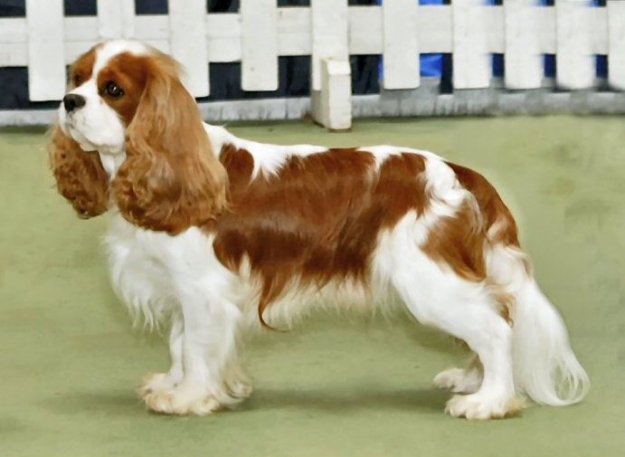 The Cavalier King Charles Spaniel