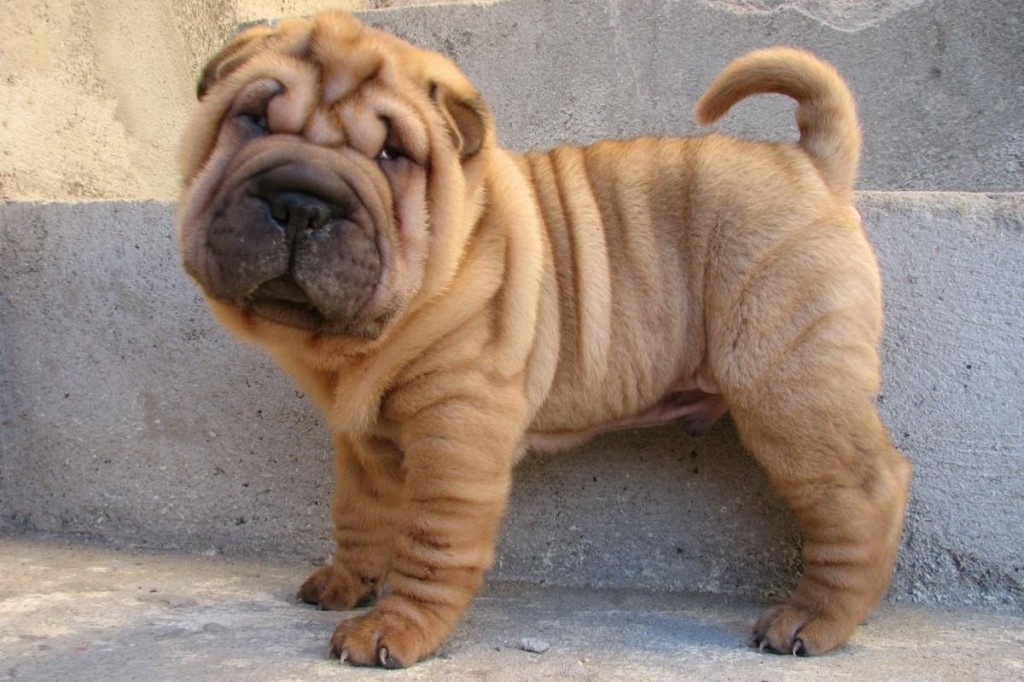 The Chinese Shar-Pei