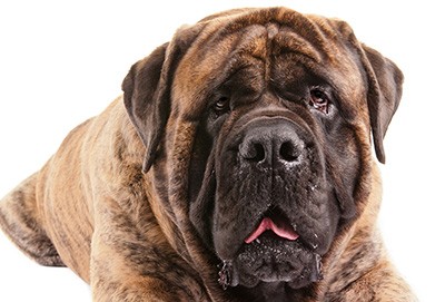 The Giant-Sized Mastiff