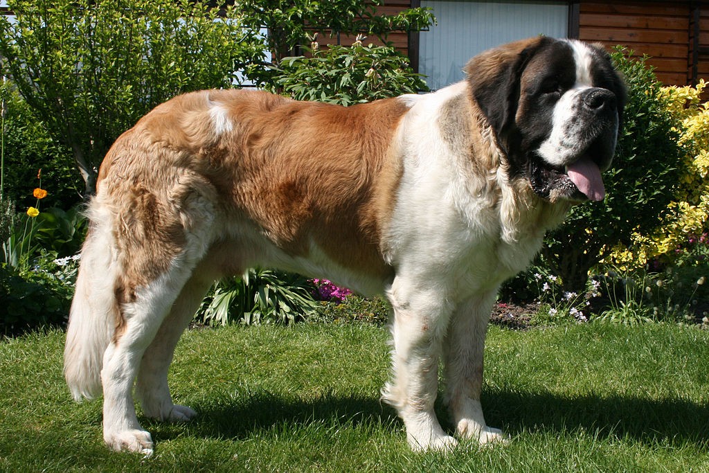 The Lonely Saint Bernard