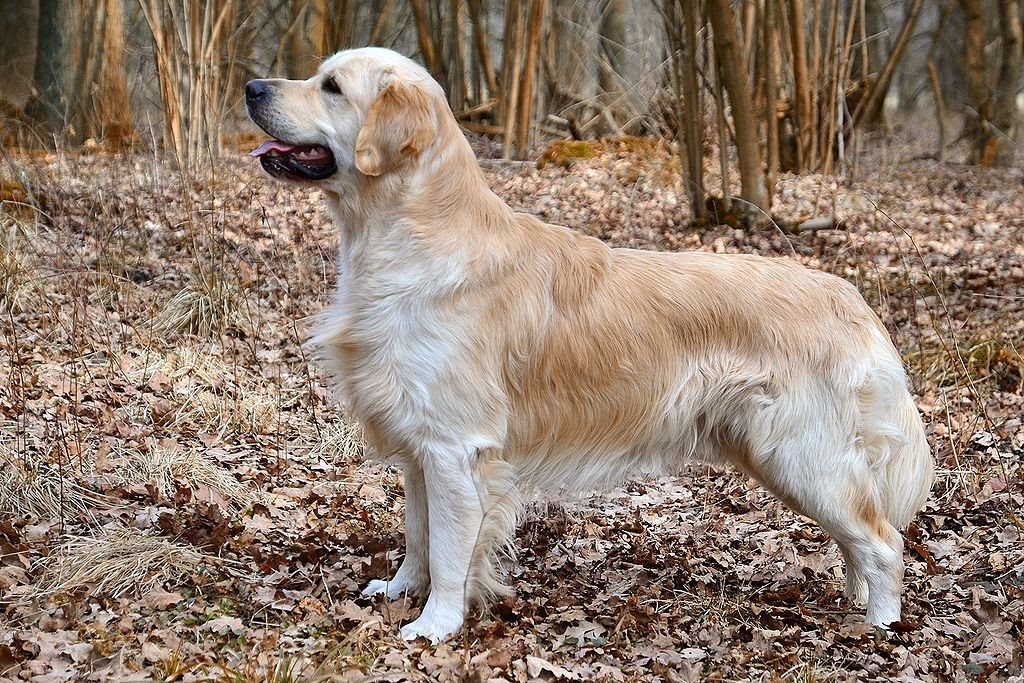 The Playful Golden Retriever