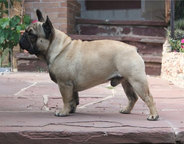 The Popular French Bulldog