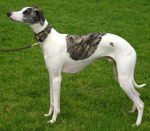 The Sleek Whippet