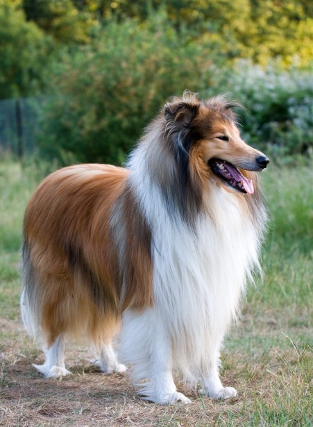 The Stunning and Beautiful Collie