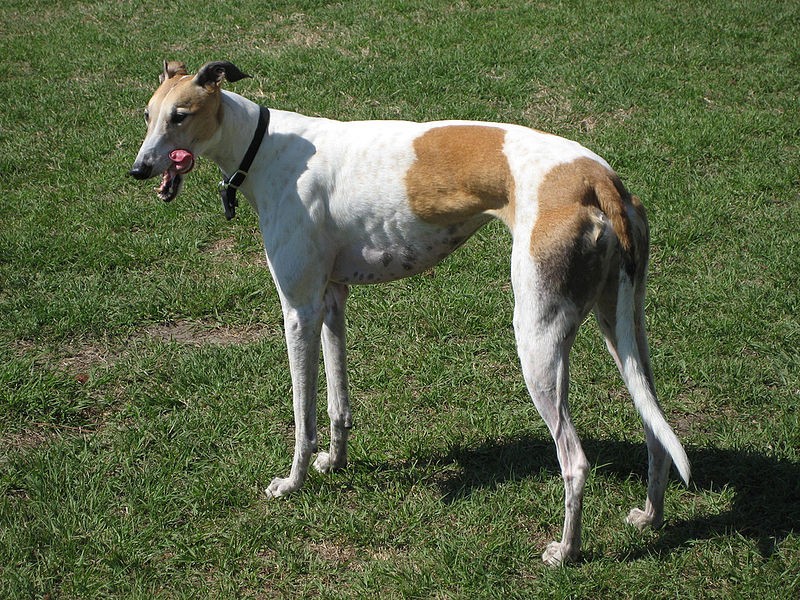 The intelligent Greyhound