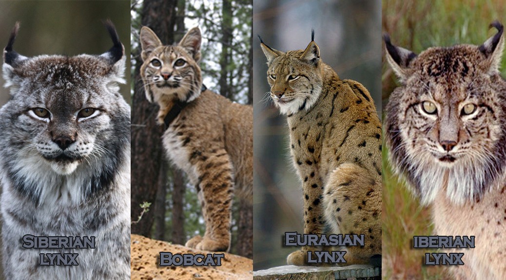 10 Intriguing Facts about the Siberian Lynx