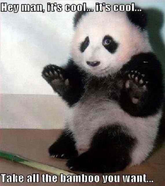 Apologetic panda